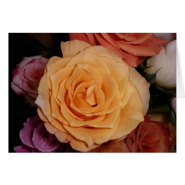 Orange Rose (Vorderseite (Horizontal))