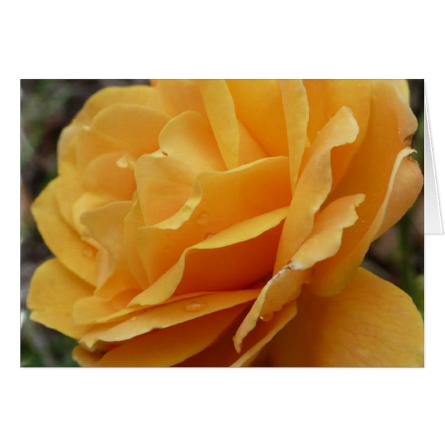 Orange Rose (Vorderseite (Horizontal))