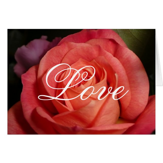 Orange Rose (Vorderseite (Horizontal))