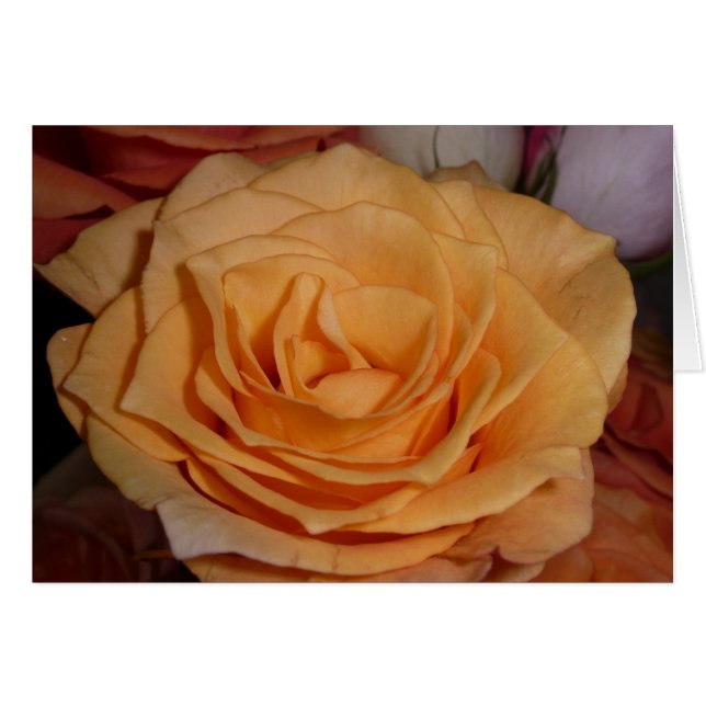 Orange Rose (Vorderseite (Horizontal))