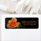 Orange Rose (Insitu)