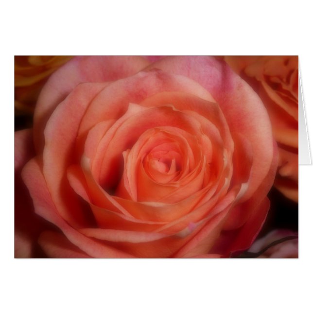 Orange Rose (Vorderseite (Horizontal))