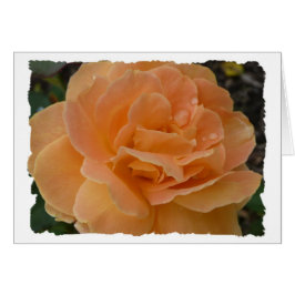 Orange Rose