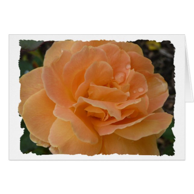 Orange Rose (Vorderseite (Horizontal))