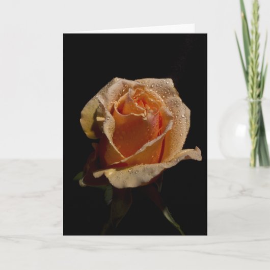 Orange Rose 1 Karte (Vorderseite)