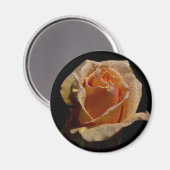 Orange Rose 1 Magnet (Vorderseite/Rückseite)
