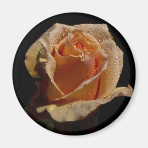 Orange Rose 1 Magnet