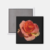 Orange Rose 2 Magnet (Vorderseite/Rückseite)