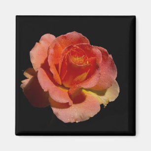 Orange Rose 2 Magnet