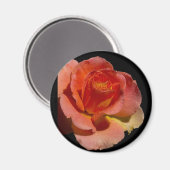Orange Rose 2 Magnet (Vorderseite/Rückseite)
