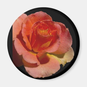 Orange Rose 2 Magnet