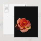 Orange Rose 2 Postkarte (Vorne/Hinten)