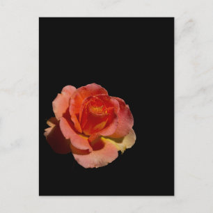 Orange Rose 2 Postkarte
