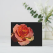 Orange Rose 2 Postkarte (Stehend Vorderseite)
