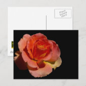 Orange Rose 2 Postkarte (Vorne/Hinten)