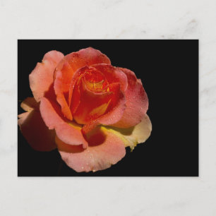 Orange Rose 2 Postkarte