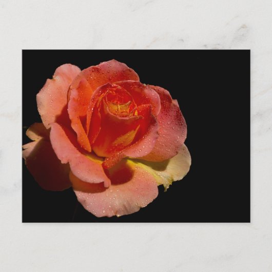 Orange Rose 2 Postkarte (Vorderseite)