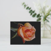Orange Rose 3 Postkarte (Stehend Vorderseite)