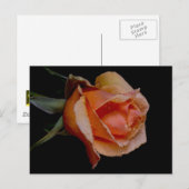 Orange Rose 3 Postkarte (Vorne/Hinten)