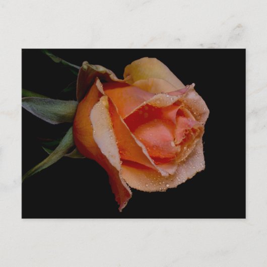 Orange Rose 3 Postkarte (Vorderseite)