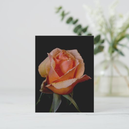 Orange Rose 3 Postkarte (Stehend Vorderseite)