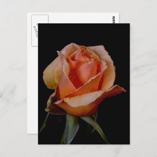 Orange Rose 3 Postkarte (Vorne/Hinten)