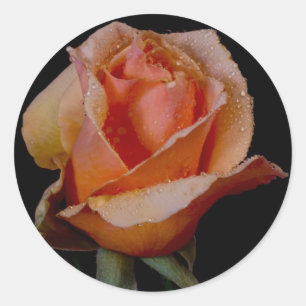 Orange Rose 3 Runder Aufkleber