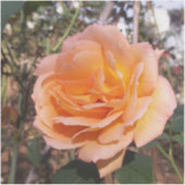 Orange Rose Aufkleber (Vorderseite)