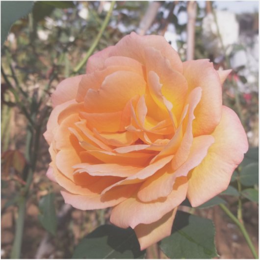 Orange Rose Aufkleber (Vorderseite)