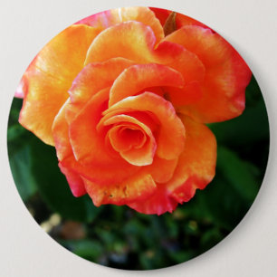 Orange Rose Blume Button