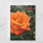 Orange Rose Blume Einladung (Rückseite)