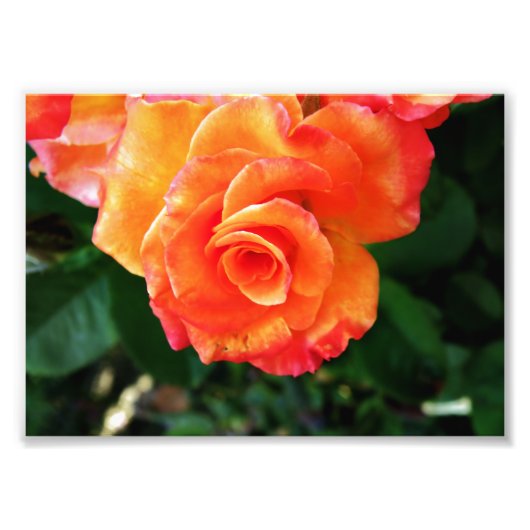 Orange Rose Blume Fotodruck (Vorne)
