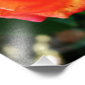 Orange Rose Blume Fotodruck (Ecke)