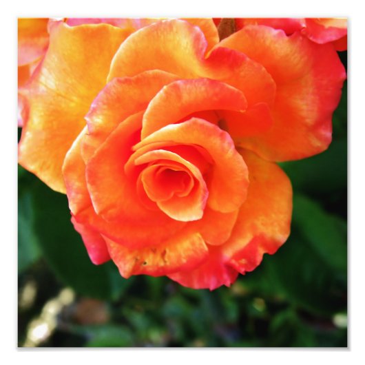 Orange Rose Blume Fotodruck (Vorne)