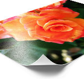 Orange Rose Blume Fotodruck (Ecke)