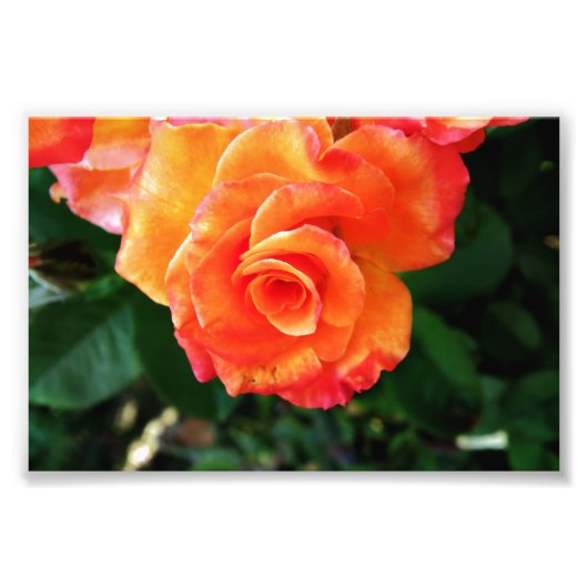 Orange Rose Blume Fotodruck (Vorne)