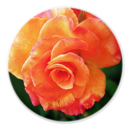 Orange Rose Blume Keramikknauf (Vorderseite)