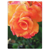 Orange Rose Blume Klemmbrett (Rückseite)