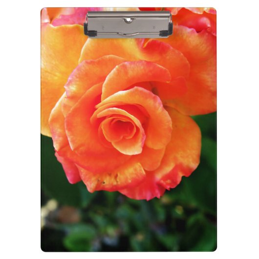 Orange Rose Blume Klemmbrett (Vorderseite)