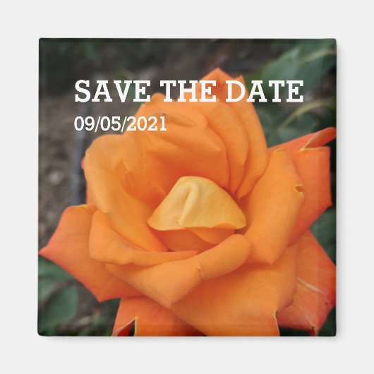 Orange-Rose-Blume-Magnet Magnet (Vorne)