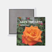 Orange-Rose-Blume-Magnet Magnet (Vorderseite/Rückseite)