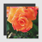 Orange Rose Blume Magnetkarte (Vorne/Hinten)
