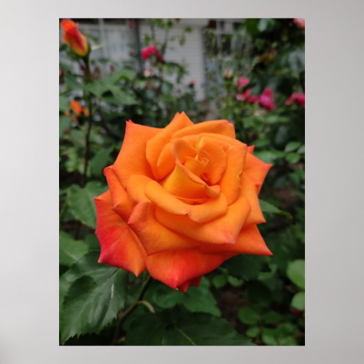 Orange Rose Blume Poster (Vorne)