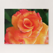 Orange Rose Blume Puzzle (Horizontal)