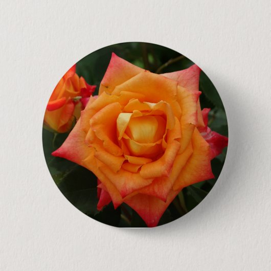 Orange Rose Blumen Foto Runde Plakette Button (Vorderseite)