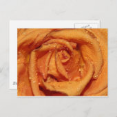 Orange Rose Dewdrops Postkarte (Vorne/Hinten)