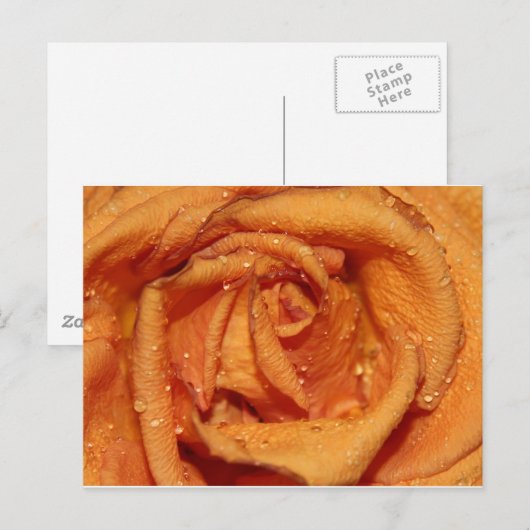 Orange Rose Dewdrops Postkarte (Vorne/Hinten)
