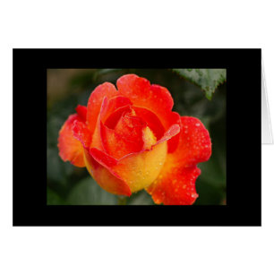Orange Rose Floral