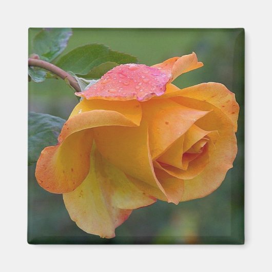 Orange Rose Floral 2 Magnet (Vorne)
