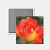 Orange Rose Floral Magnet (Vorderseite/Rückseite)